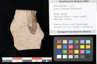 Foto (Objekt + Etikett) von Quercus palaeoilex Ettingshausen (NHMW-GEO-2024-0188-0803)